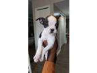 Boston Terrier Puppy for sale in Southfield, MI, USA