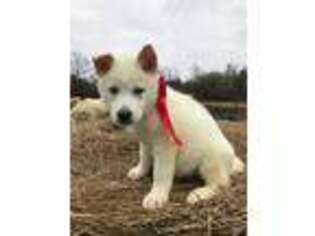 Siberian Husky Puppy for sale in Denton, TX, USA