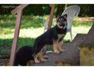 German Shepherd Dog Puppy for sale in Moravian Falls, NC, USA
