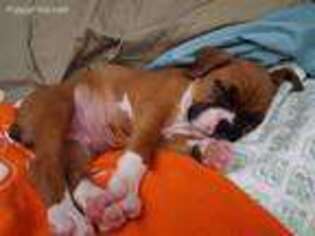 Boxer Puppy for sale in Slc, UT, USA