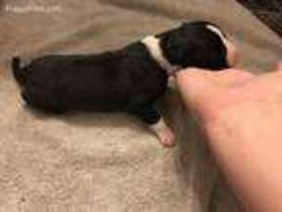 Great Dane Puppy for sale in Poteau, OK, USA