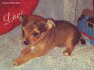Chorkie Puppy for sale in Moreno Valley, CA, USA