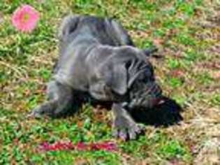 Neapolitan Mastiff Puppy for sale in OSAGE BEACH, MO, USA