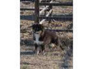 Miniature Australian Shepherd Puppy for sale in Tuttle, OK, USA