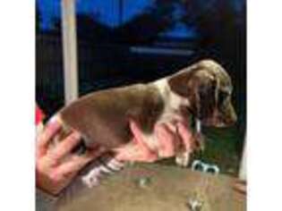 Dachshund Puppy for sale in Van Vleck, TX, USA