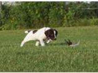German Shorthaired Pointer Puppy for sale in Cordele, GA, USA