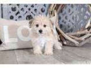 Mutt Puppy for sale in Howard, OH, USA