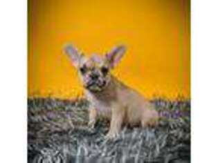 French Bulldog Puppy for sale in Bridgewater, NJ, USA