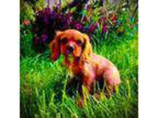 Cavalier King Charles Spaniel Puppy for sale in Colville, WA, USA