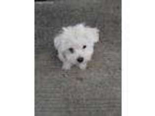 Maltese Puppy for sale in Strasburg, VA, USA