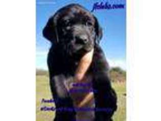 Labrador Retriever Puppy for sale in Sealy, TX, USA