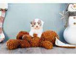 Havanese Puppy for sale in Austin, TX, USA