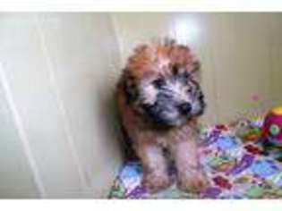 Soft Coated Wheaten Terrier Puppy for sale in Paterson, NJ, USA