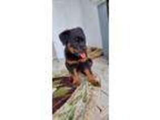 Rottweiler Puppy for sale in Wayne City, IL, USA