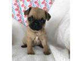 Pug Puppy for sale in Chittenango, NY, USA