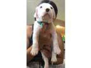 Dogo Argentino Puppy for sale in Davie, FL, USA
