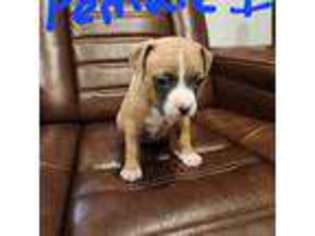 Mutt Puppy for sale in Mcallen, TX, USA