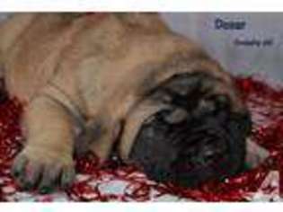Mastiff Puppy for sale in REYNOLDSBURG, OH, USA