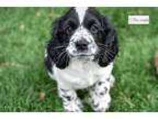 Cocker Spaniel Puppy for sale in Los Angeles, CA, USA