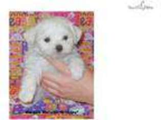 Maltese Puppy for sale in Charleston, WV, USA