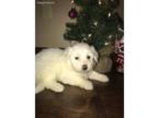 American Eskimo Dog Puppy for sale in Loogootee, IN, USA