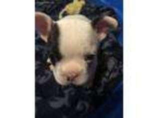 French Bulldog Puppy for sale in Glouster, OH, USA
