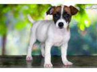 Jack Russell Terrier Puppy for sale in Saint George, UT, USA