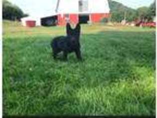 German Shepherd Dog Puppy for sale in Nelson, WI, USA