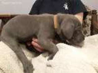 Great Dane Puppy for sale in Belleville, MI, USA