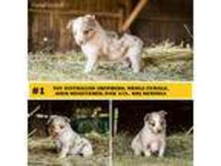 Miniature Australian Shepherd Puppy for sale in Honey Grove, TX, USA