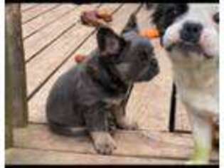 French Bulldog Puppy for sale in Minneapolis, MN, USA