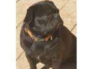 Pug Puppy for sale in Morrow, OH, USA