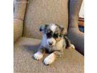 Miniature Australian Shepherd Puppy for sale in Mclean, TX, USA