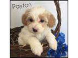 Poovanese Puppy for sale in Kokomo, MS, USA