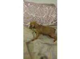 Miniature Pinscher Puppy for sale in Oblong, IL, USA