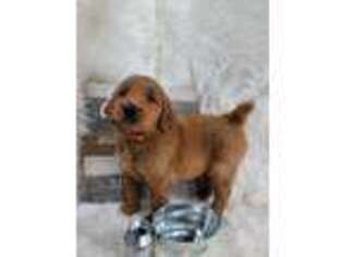 Goldendoodle Puppy for sale in Charleston, AR, USA