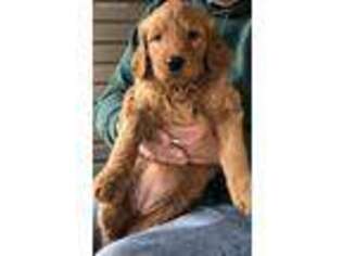 Goldendoodle Puppy for sale in Montello, WI, USA