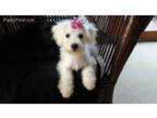 Bichon Frise Puppy for sale in Alexis, NC, USA