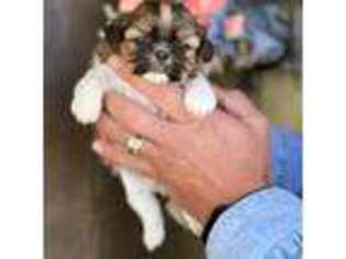 Mutt Puppy for sale in Lena, LA, USA