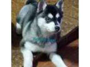 Alaskan Klee Kai Puppy for sale in Lebanon, OR, USA