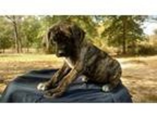 Mastiff Puppy for sale in Warren, TX, USA