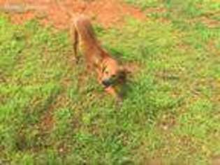 Rhodesian Ridgeback Puppy for sale in Spotsylvania, VA, USA
