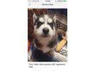 Siberian Husky Puppy for sale in Greens Fork, IN, USA