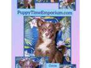 Mutt Puppy for sale in Spring Hill, FL, USA