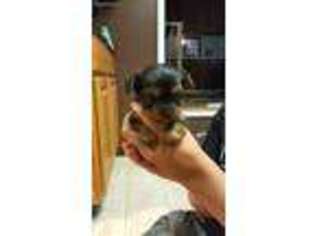 Yorkshire Terrier Puppy for sale in Monroe, MI, USA
