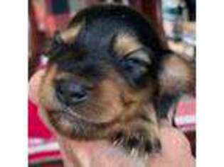 Dachshund Puppy for sale in Northport, AL, USA