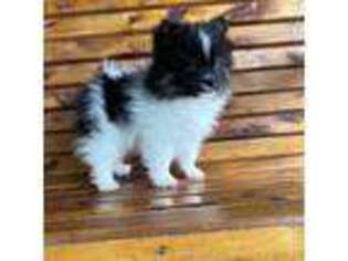 Pomeranian Puppy for sale in Tyler, TX, USA