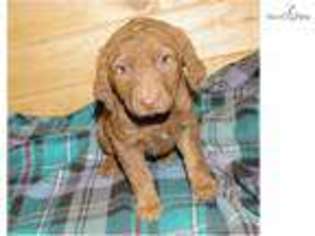 Medium Photo #1 Chesapeake Bay Retriever Puppy For Sale in Billings, MT, USA