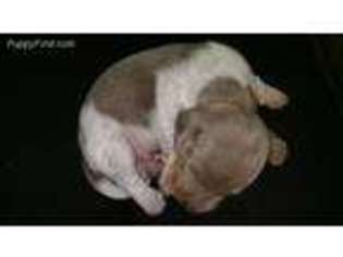 Dachshund Puppy for sale in Fessenden, ND, USA