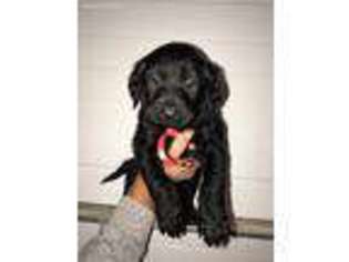 Labradoodle Puppy for sale in Greenacres, WA, USA